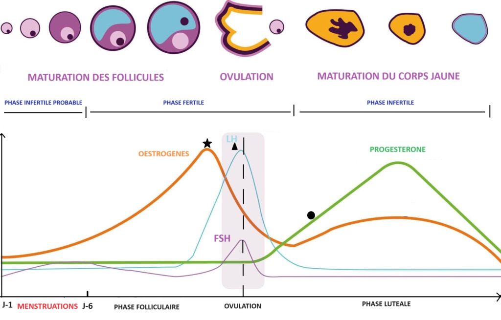 Illustration de l'évolution hormonale du cycle menstruel.
Différentes phases du cycle.